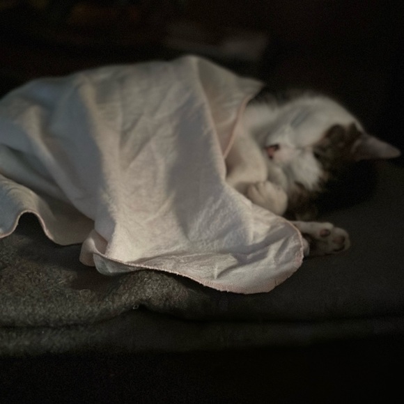 Meet your Posher, Cara - Picture 11 of 15